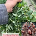 Euphorbia Hirta: Descubre los Increíbles Beneficios y Usos que No Conocías de esta Planta Medicinal