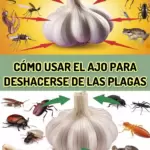 Controla plagas de manera natural: ajo para moscas, piojos y mosquitos